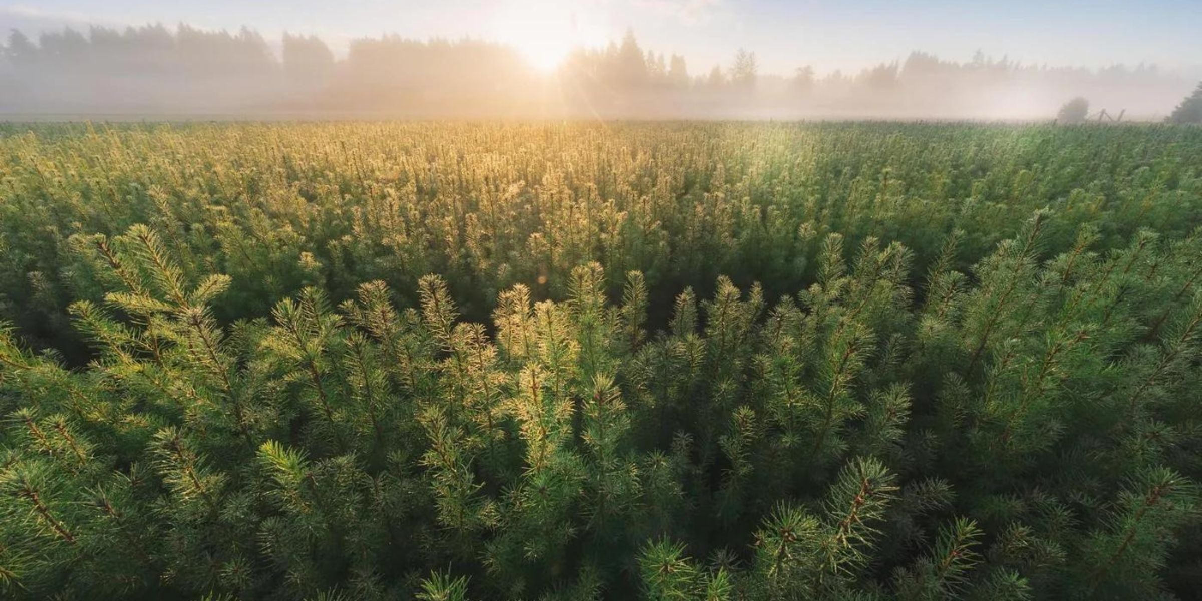 August Berg's Commitment to a Greener Tomorrow