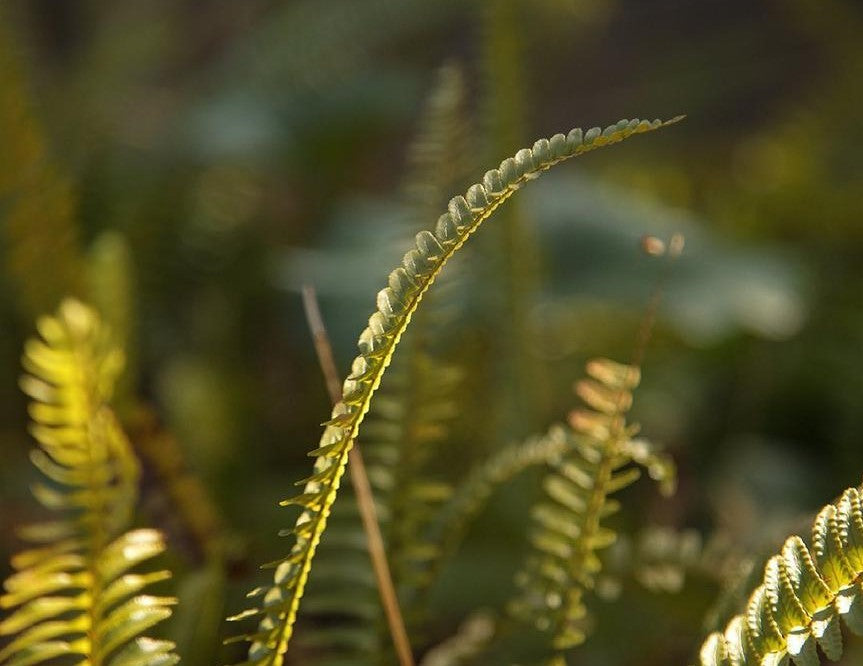 A Sustainable Tomorrow Starts Today