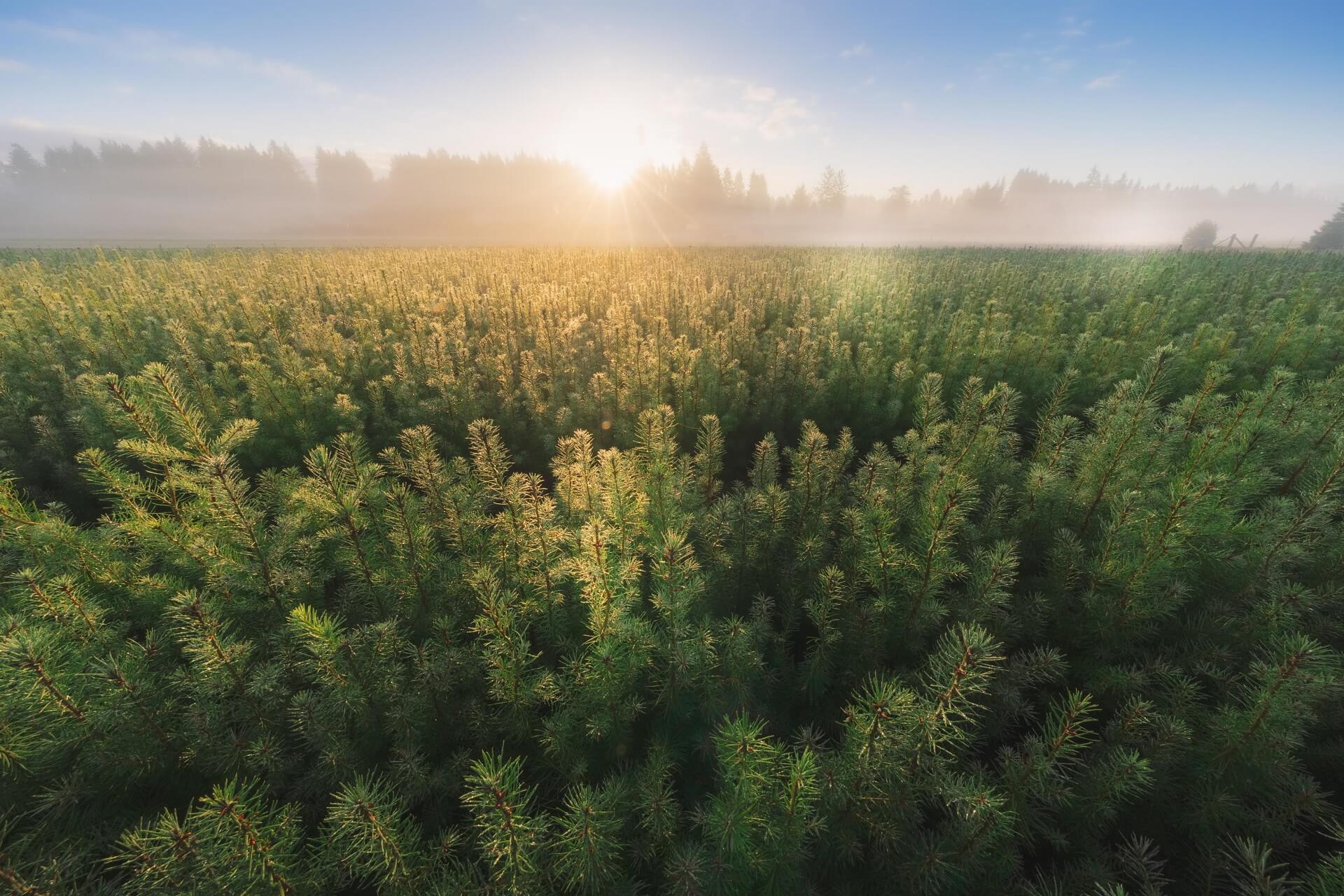 Sunlit pine forest, representing carbon-neutral shipping with August Berg