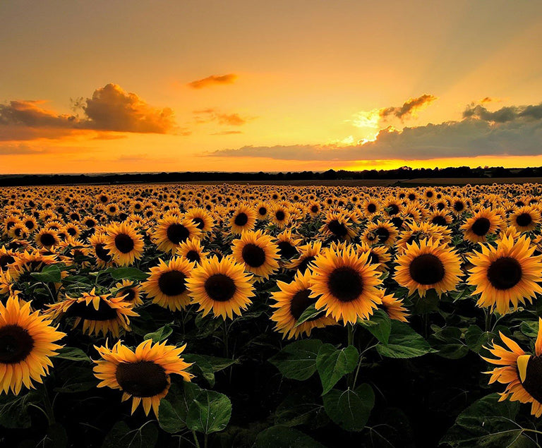 What a Sunflower taught me